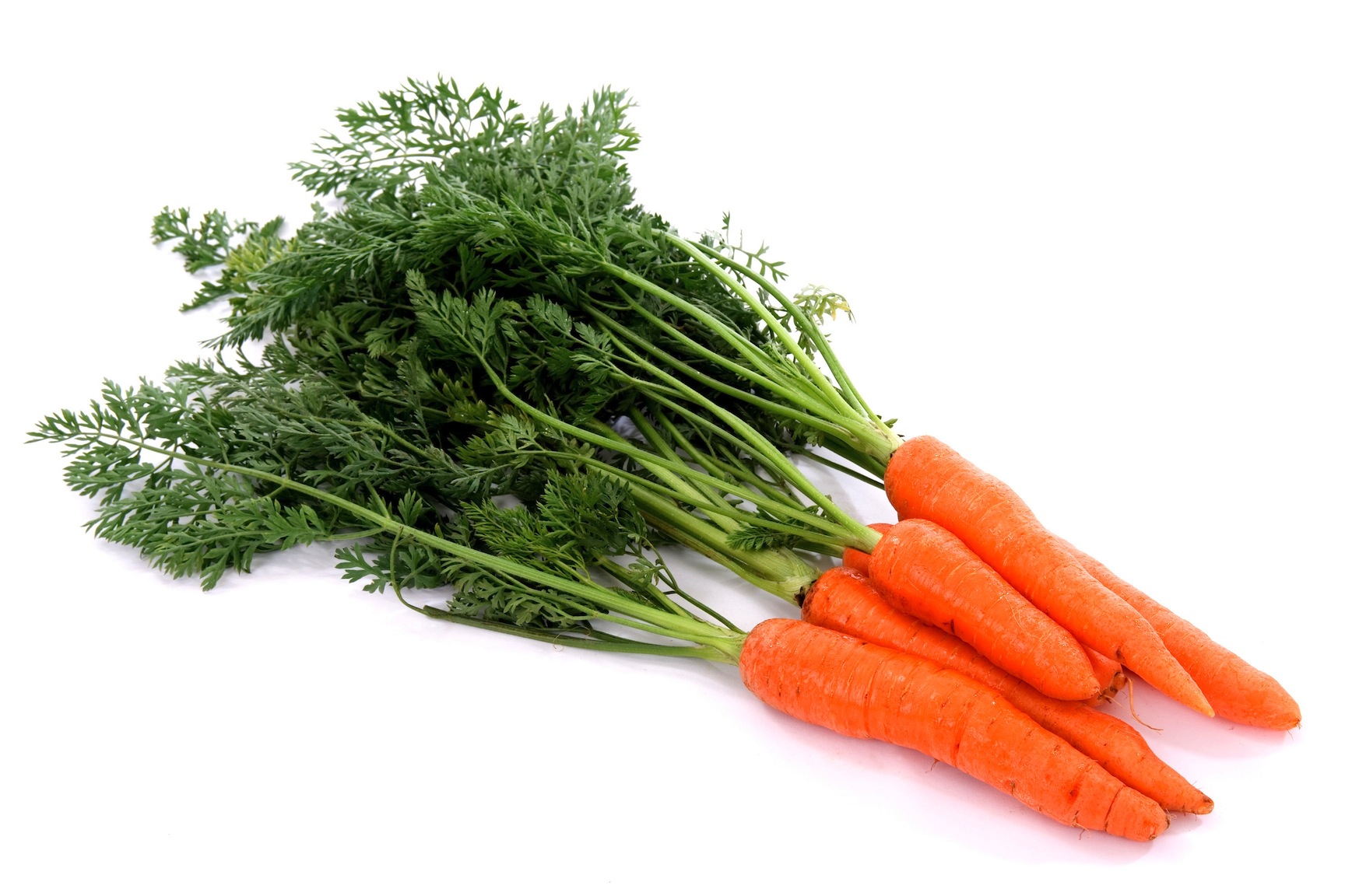 Морковь группа растений. Морковь. Морковь в пучках. Овощи морковь. Морковь на белом фоне.
