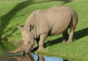 rinocer