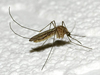 FILES-US-SCIENCE-HEALTH-MOSQUITO